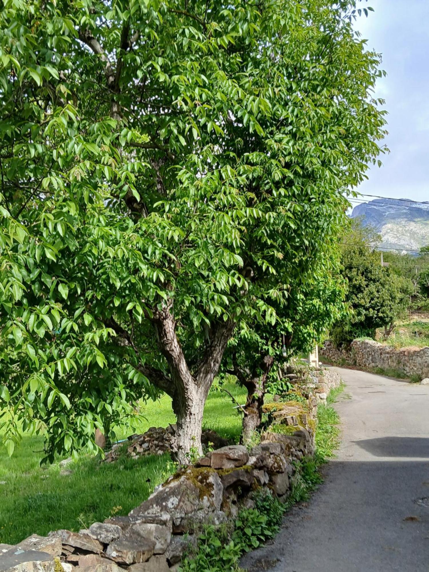 Picos De Europa Suites And Rooms Turieno Dış mekan fotoğraf